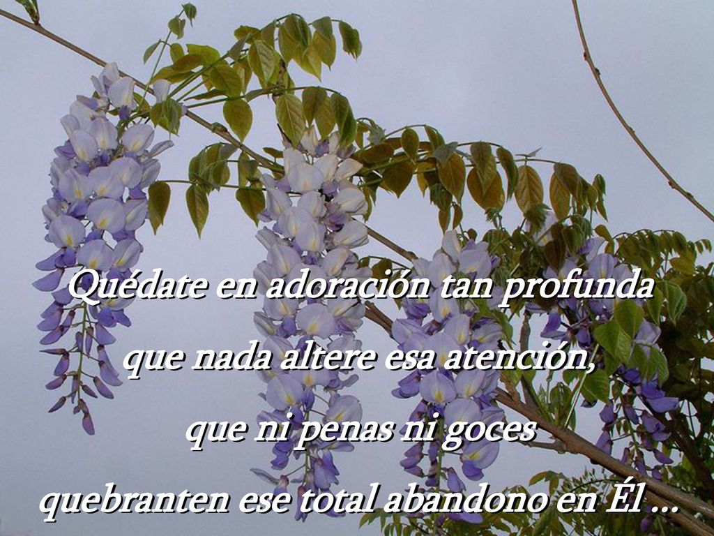 Quédate en adoración tan profunda que nada altere esa atención,