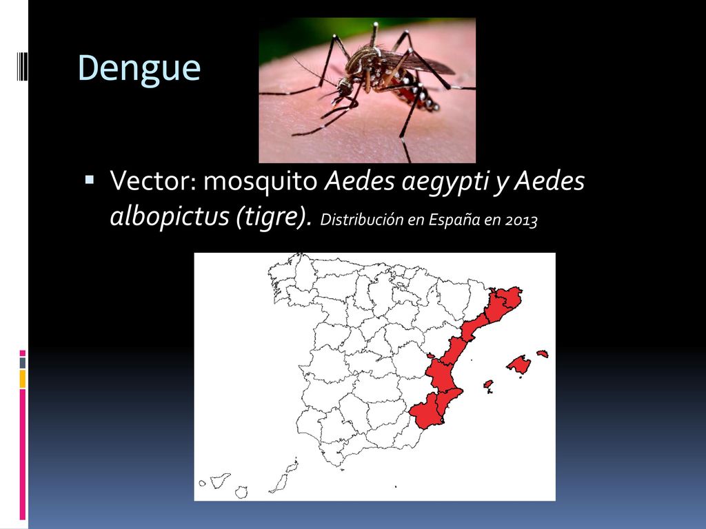 Dengue Vector: mosquito Aedes aegypti y Aedes albopictus (tigre). Distribución en España en 2013