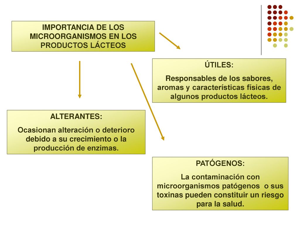 IMPORTANCIA DE LOS MICROORGANISMOS EN LOS PRODUCTOS LÁCTEOS