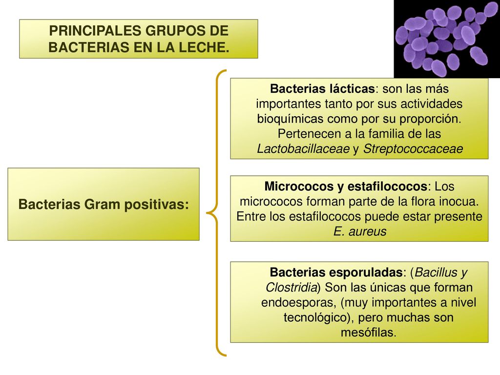 PRINCIPALES GRUPOS DE BACTERIAS EN LA LECHE. Bacterias Gram positivas: