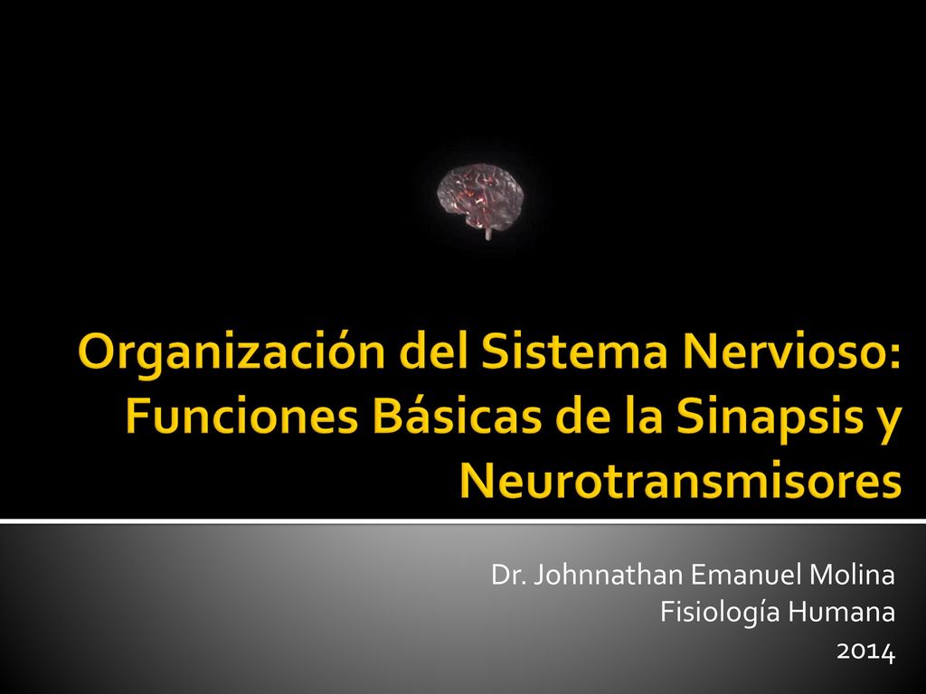 Organización del Sistema Nervioso: Funciones Básicas de la Sinapsis y Neurotransmisores