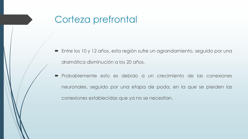 Corteza prefrontal Entre los 10 y 12 años, esta región sufre un agrandamiento, seguido por una dramática disminución a los 20 años.