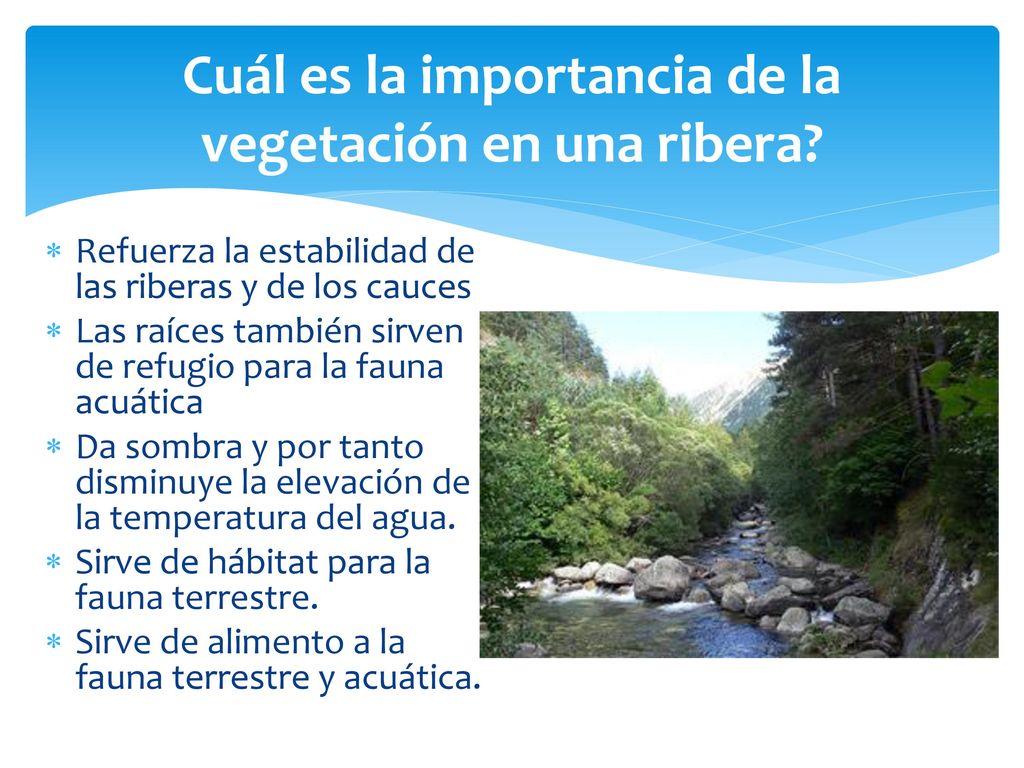 Cuál es la importancia de la vegetación en una ribera