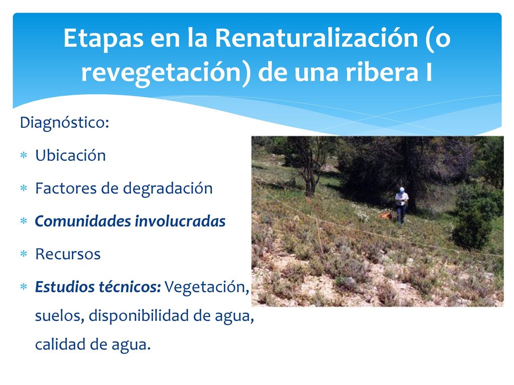 Etapas en la Renaturalización (o revegetación) de una ribera I