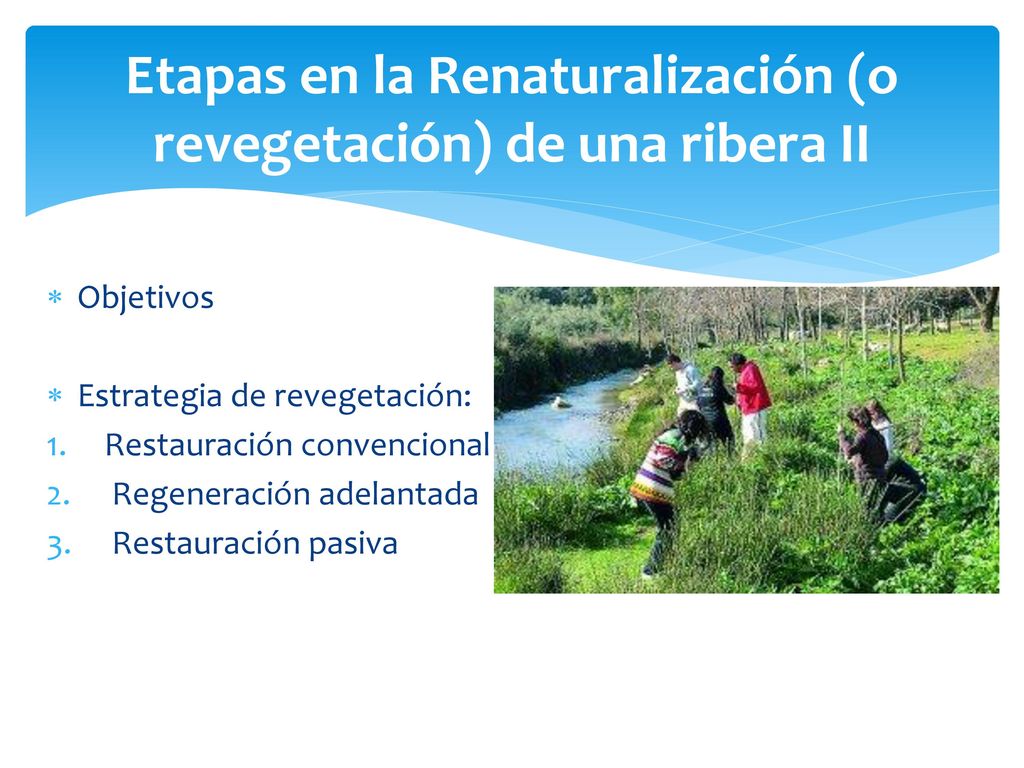 Etapas en la Renaturalización (o revegetación) de una ribera II