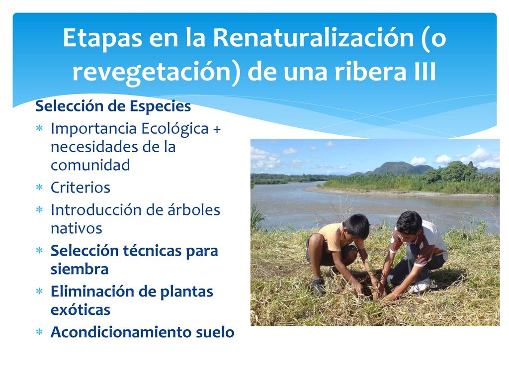 Etapas en la Renaturalización (o revegetación) de una ribera III