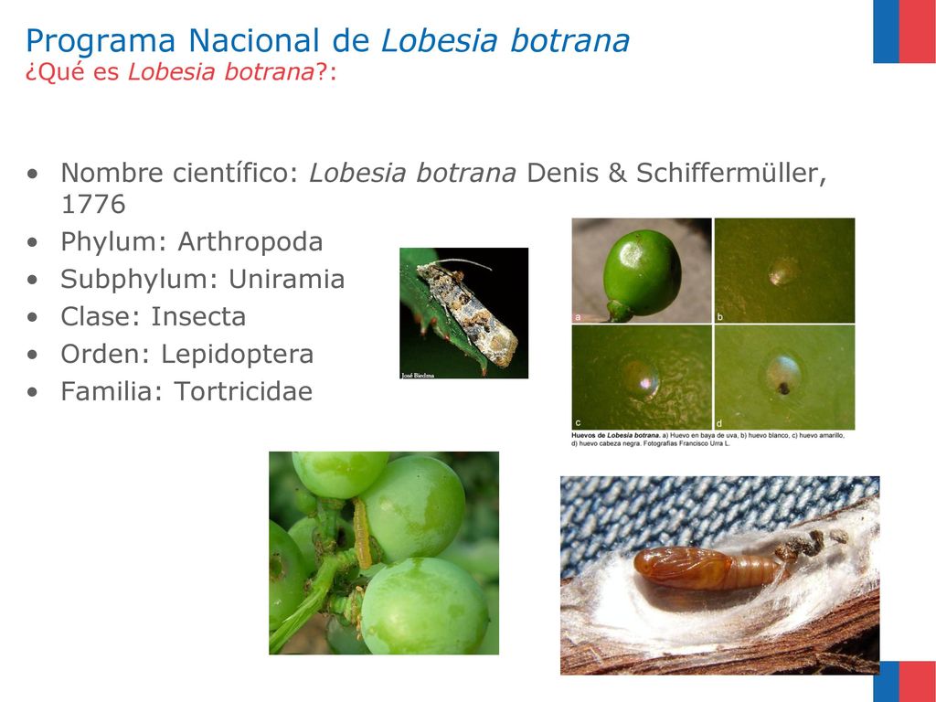 Programa Nacional de Lobesia botrana ¿Qué es Lobesia botrana :