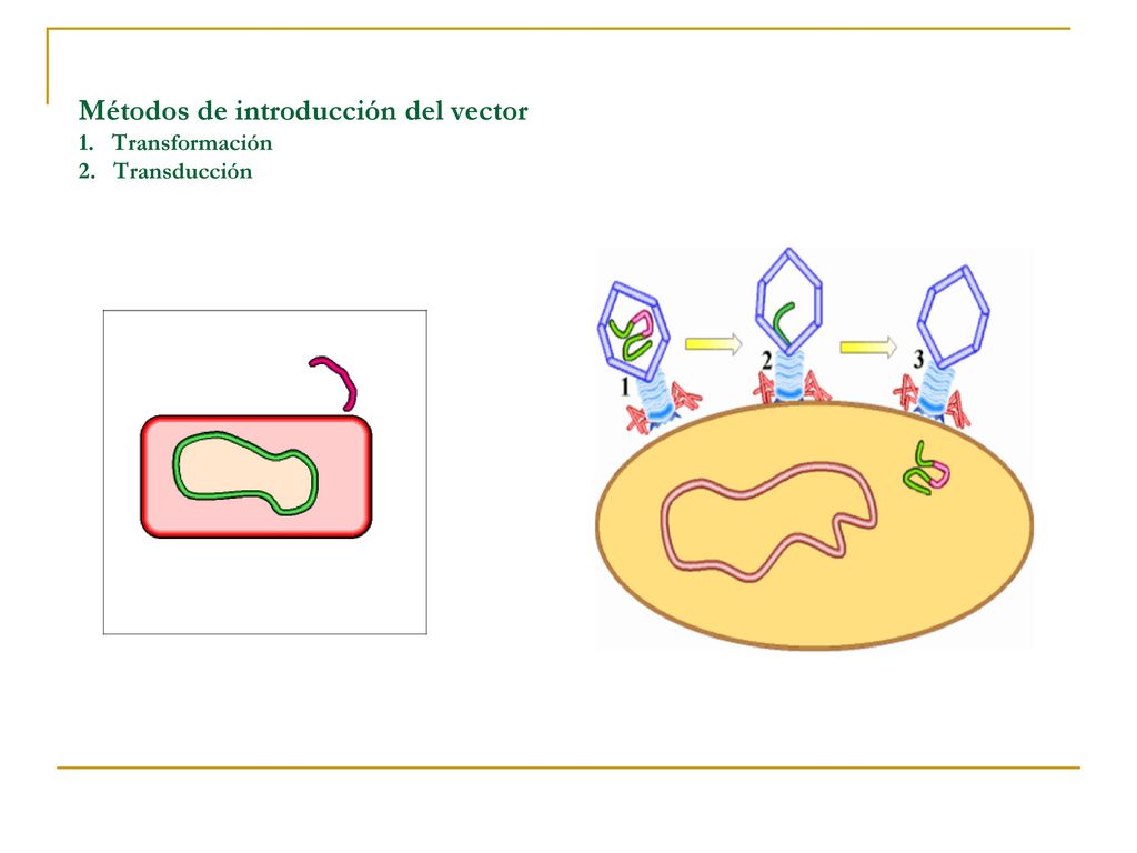 Métodos de introducción del vector 1. Transformación 2. Transducción