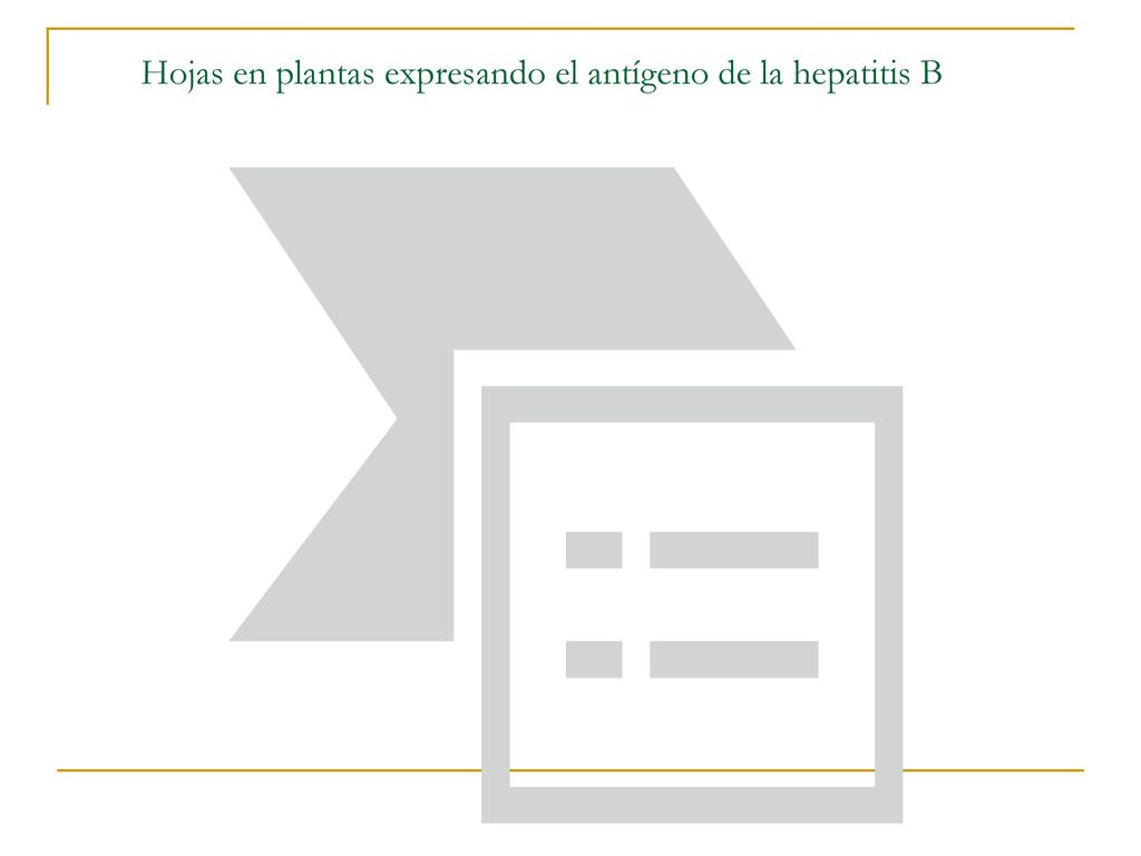 Hojas en plantas expresando el antígeno de la hepatitis B