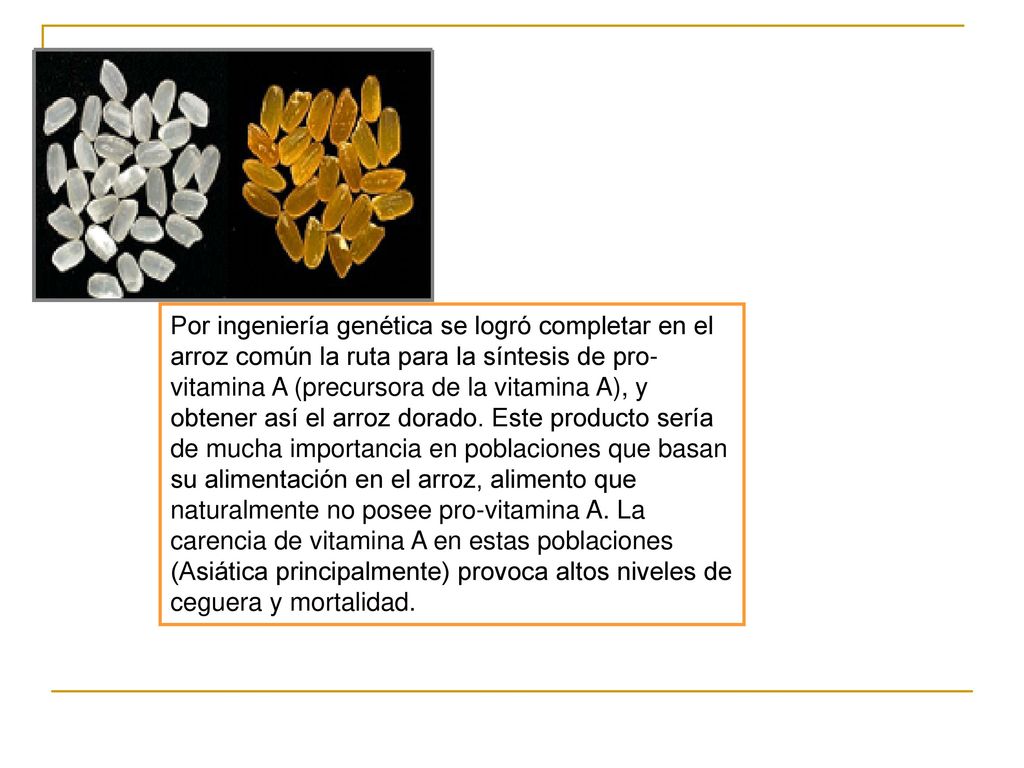 Por ingeniería genética se logró completar en el arroz común la ruta para la síntesis de pro-vitamina A (precursora de la vitamina A), y obtener así el arroz dorado.