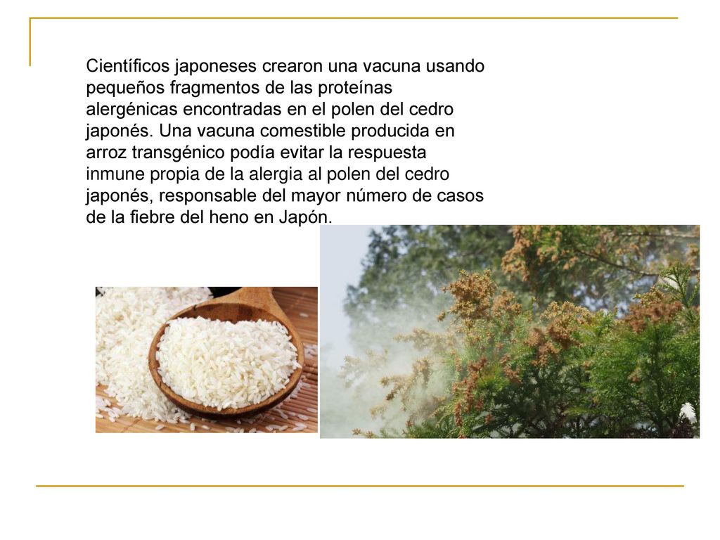 Científicos japoneses crearon una vacuna usando pequeños fragmentos de las proteínas alergénicas encontradas en el polen del cedro japonés.