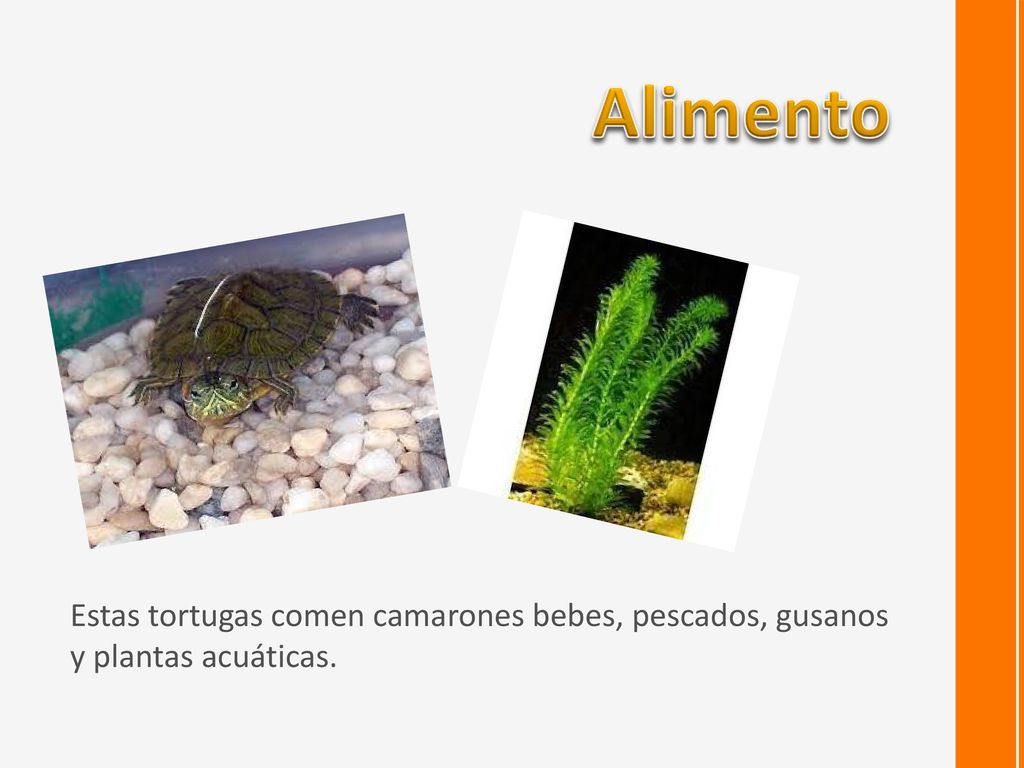 Alimento Estas tortugas comen camarones bebes, pescados, gusanos y plantas acuáticas.