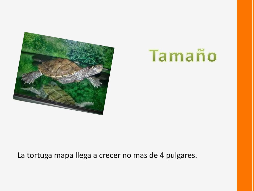 Tamaño La tortuga mapa llega a crecer no mas de 4 pulgares.