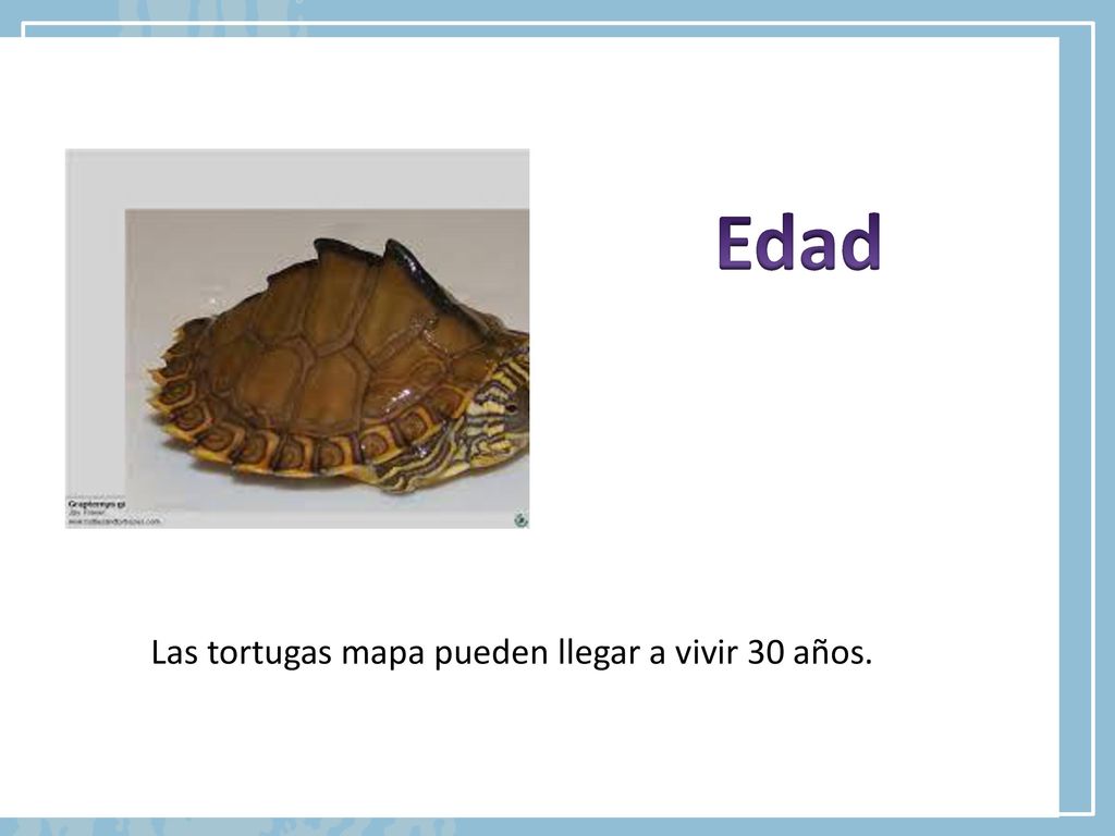 Edad Las tortugas mapa pueden llegar a vivir 30 años.