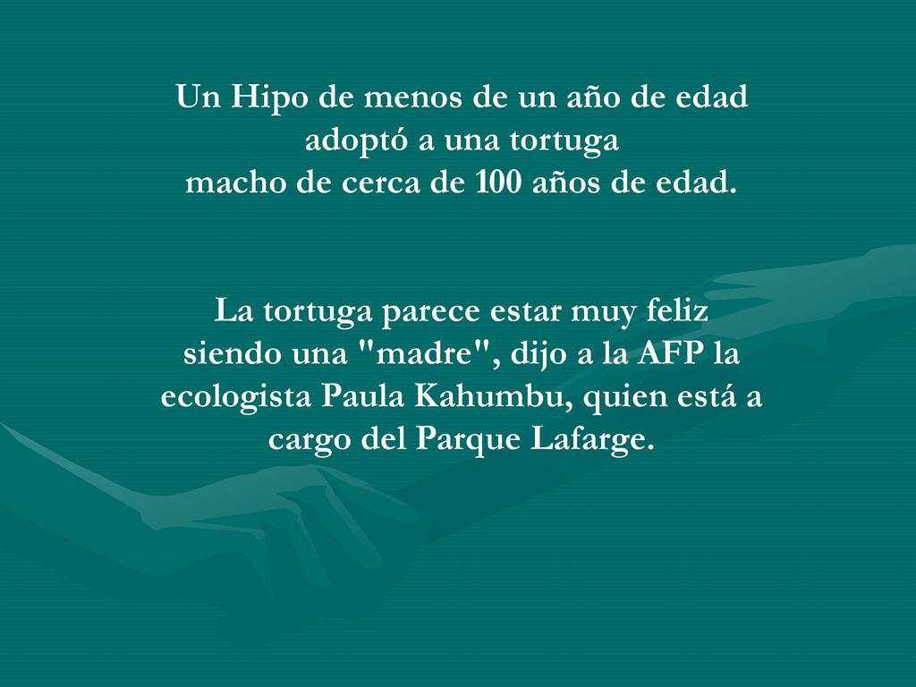 Un Hipo de menos de un año de edad adoptó a una tortuga macho de cerca de 100 años de edad.