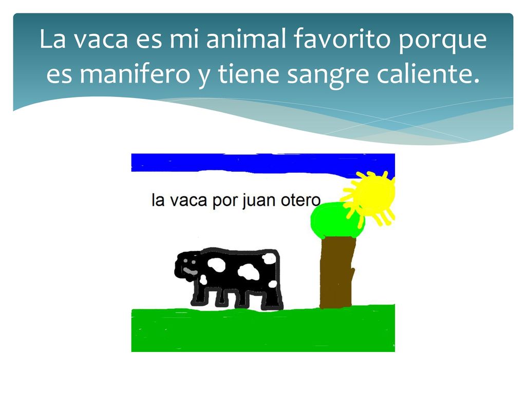 La vaca es mi animal favorito porque es manifero y tiene sangre caliente.