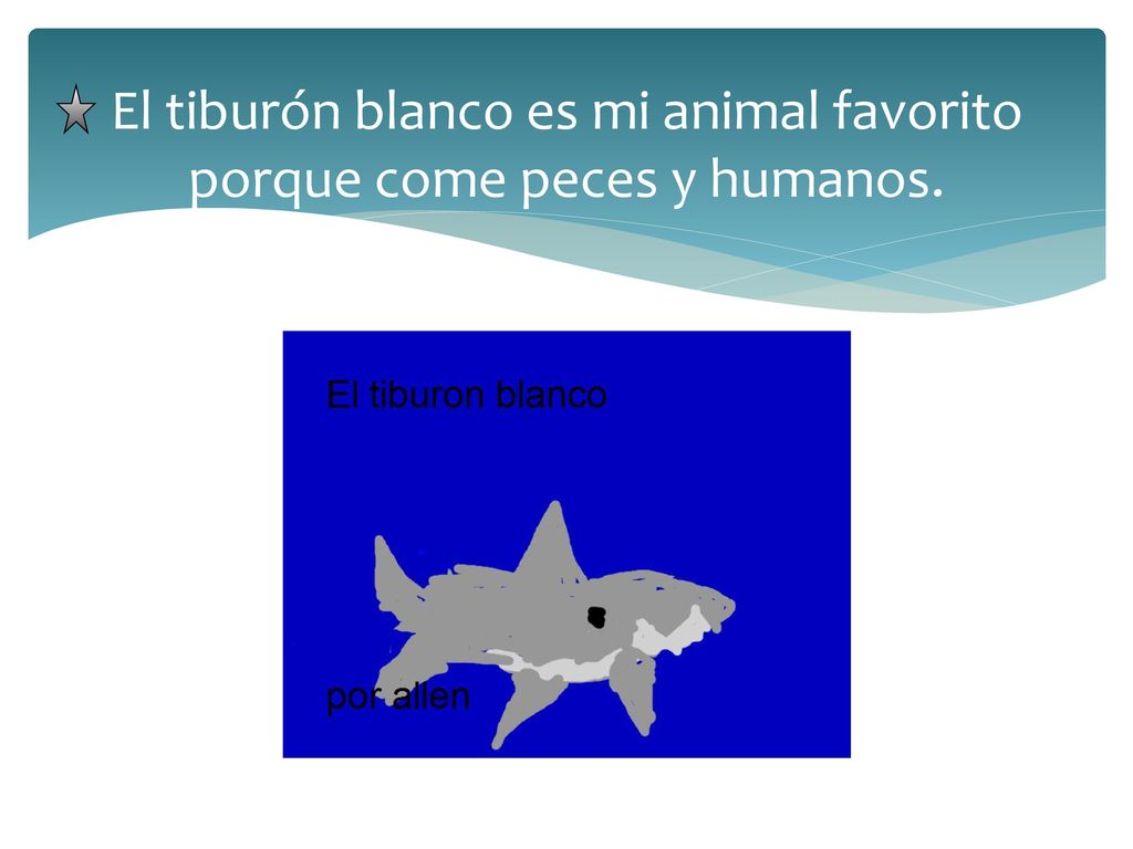 El tiburón blanco es mi animal favorito porque come peces y humanos.