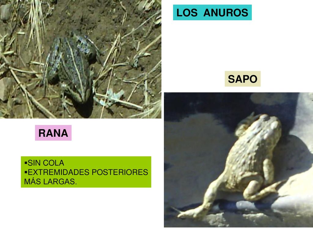 LOS ANUROS SAPO RANA SIN COLA EXTREMIDADES POSTERIORES MÁS LARGAS.