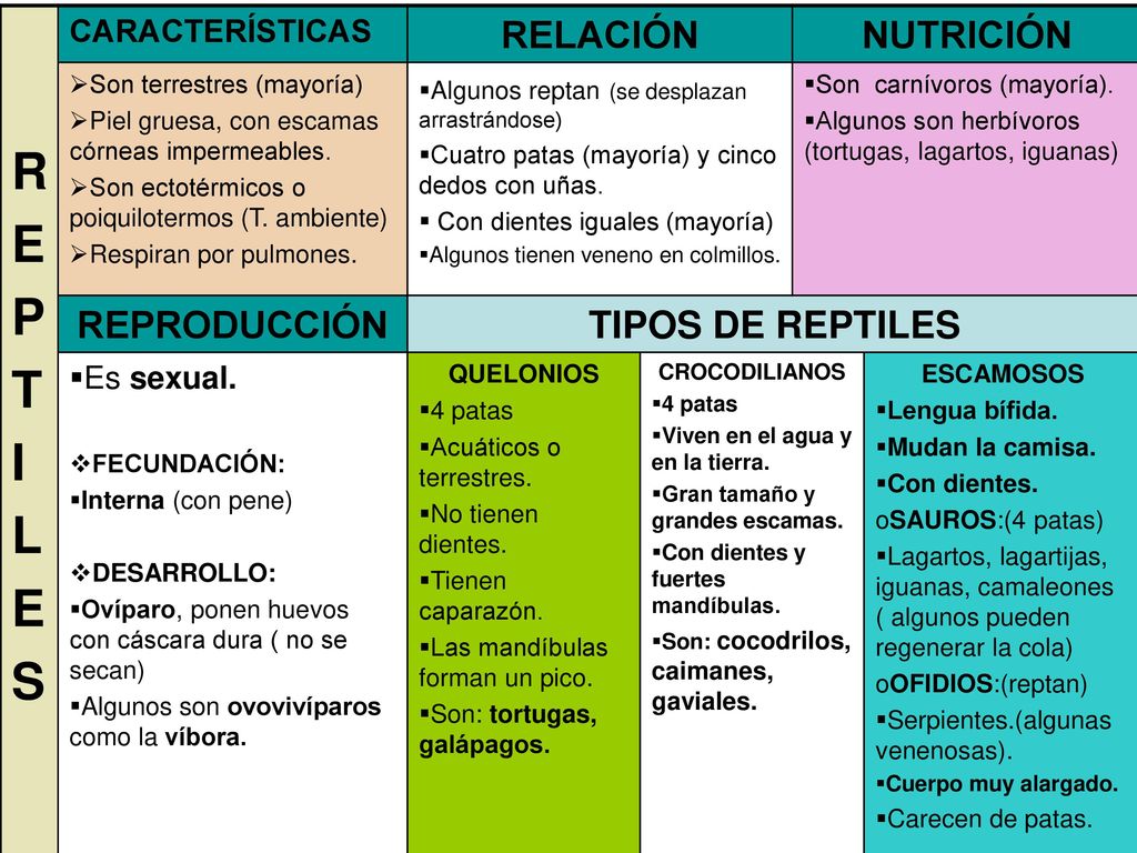R E P T I L S RELACIÓN NUTRICIÓN REPRODUCCIÓN TIPOS DE REPTILES