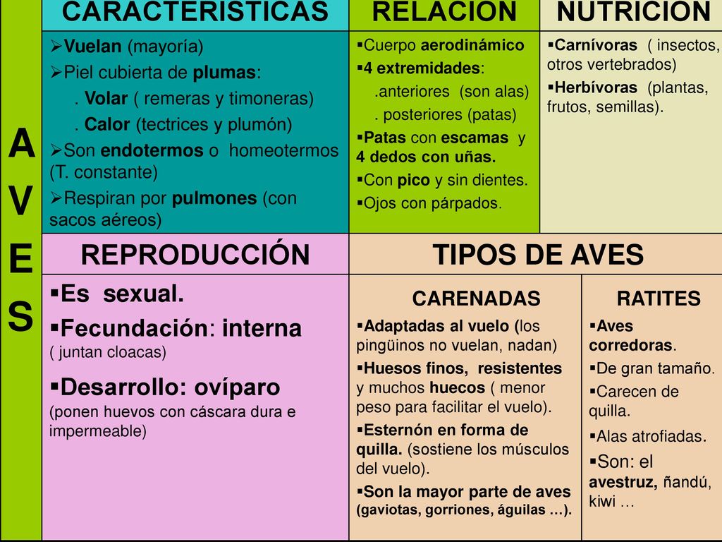 A V E S CARACTERÍSTICAS RELACIÓN NUTRICIÓN REPRODUCCIÓN TIPOS DE AVES