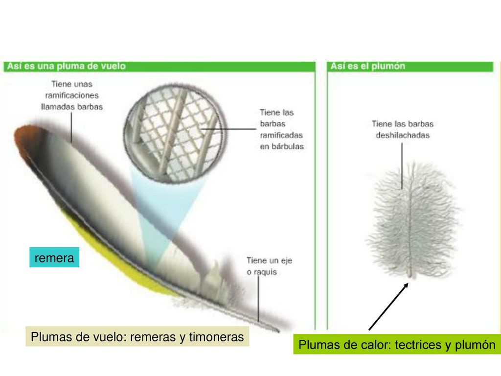 remera Plumas de vuelo: remeras y timoneras Plumas de calor: tectrices y plumón