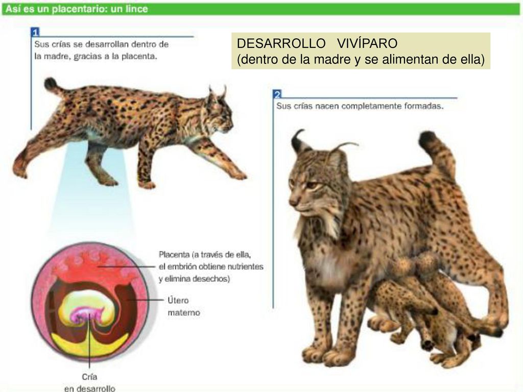 DESARROLLO VIVÍPARO (dentro de la madre y se alimentan de ella)
