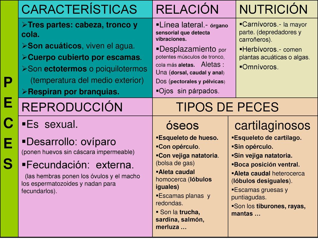 P E C S CARACTERÍSTICAS RELACIÓN NUTRICIÓN REPRODUCCIÓN TIPOS DE PECES