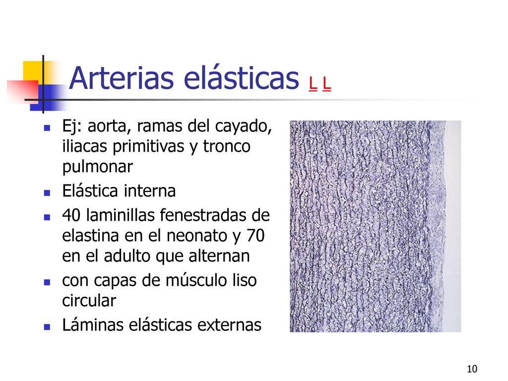 Arterias elásticas L L Ej: aorta, ramas del cayado, iliacas primitivas y tronco pulmonar. Elástica interna.
