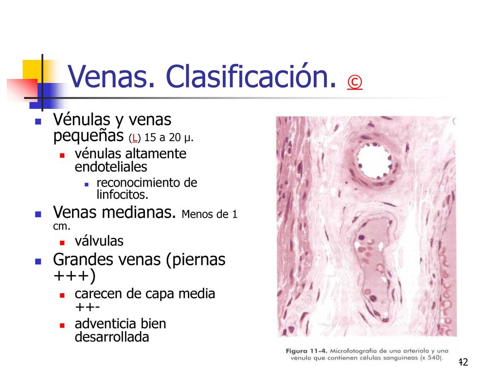Venas. Clasificación. © Vénulas y venas pequeñas (L) 15 a 20 μ.