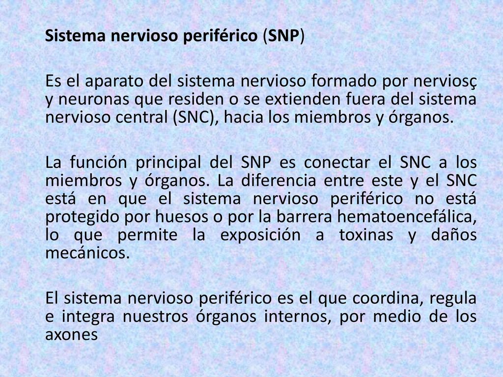 Sistema nervioso periférico (SNP) Es el aparato del sistema nervioso formado por nerviosç y neuronas que residen o se extienden fuera del sistema nervioso central (SNC), hacia los miembros y órganos.