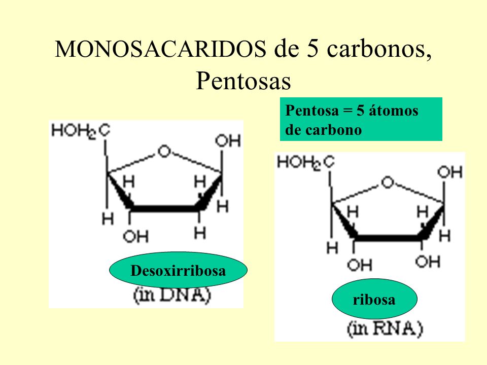 MONOSACARIDOS de 5 carbonos, Pentosas