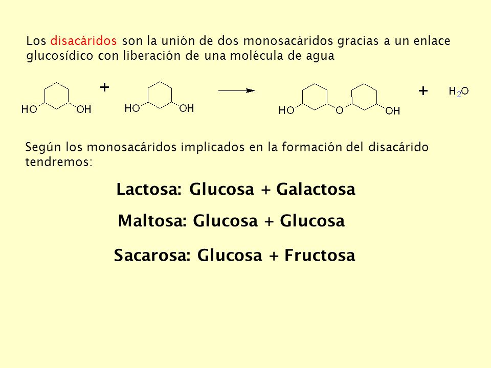 Lactosa: Glucosa + Galactosa