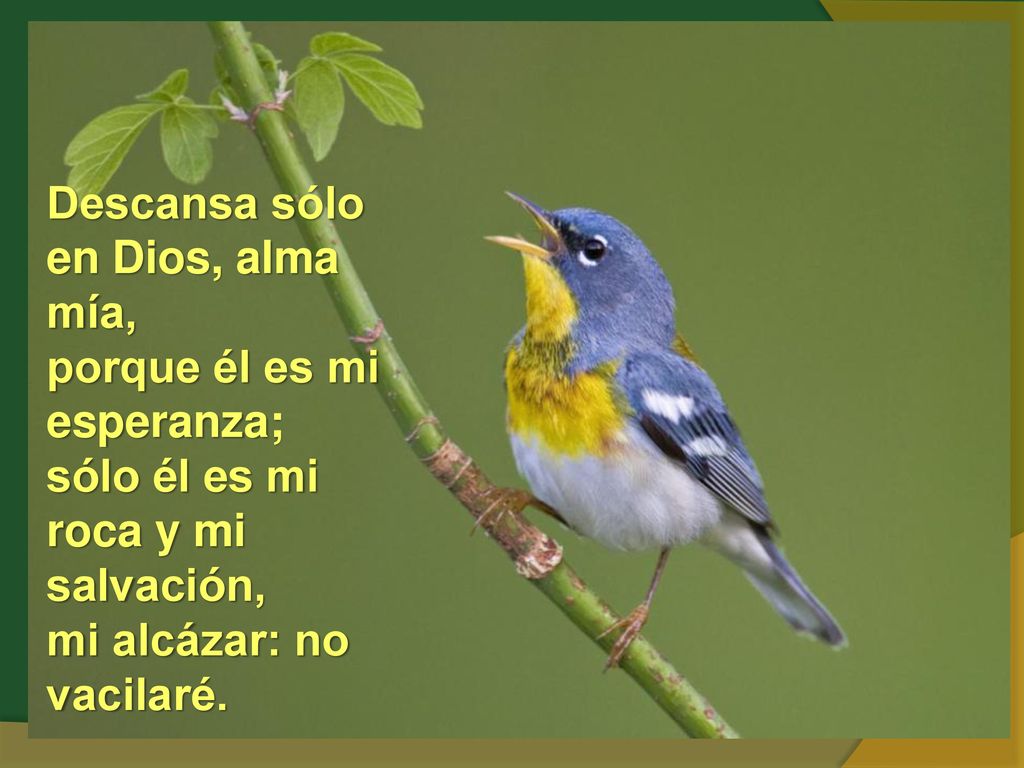 Descansa sólo en Dios, alma mía, porque él es mi esperanza; sólo él es mi roca y mi salvación, mi alcázar: no vacilaré.
