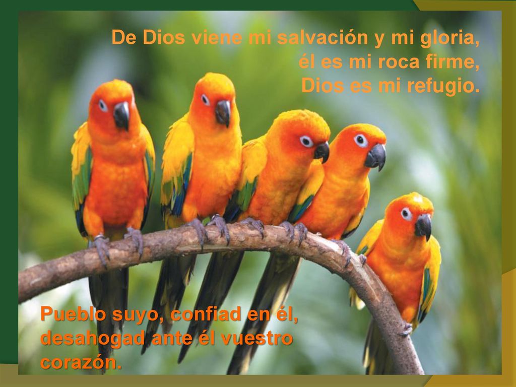 De Dios viene mi salvación y mi gloria, él es mi roca firme, Dios es mi refugio.