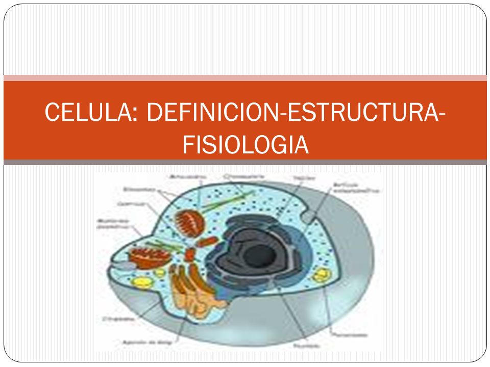 CELULA: DEFINICION-ESTRUCTURA-FISIOLOGIA