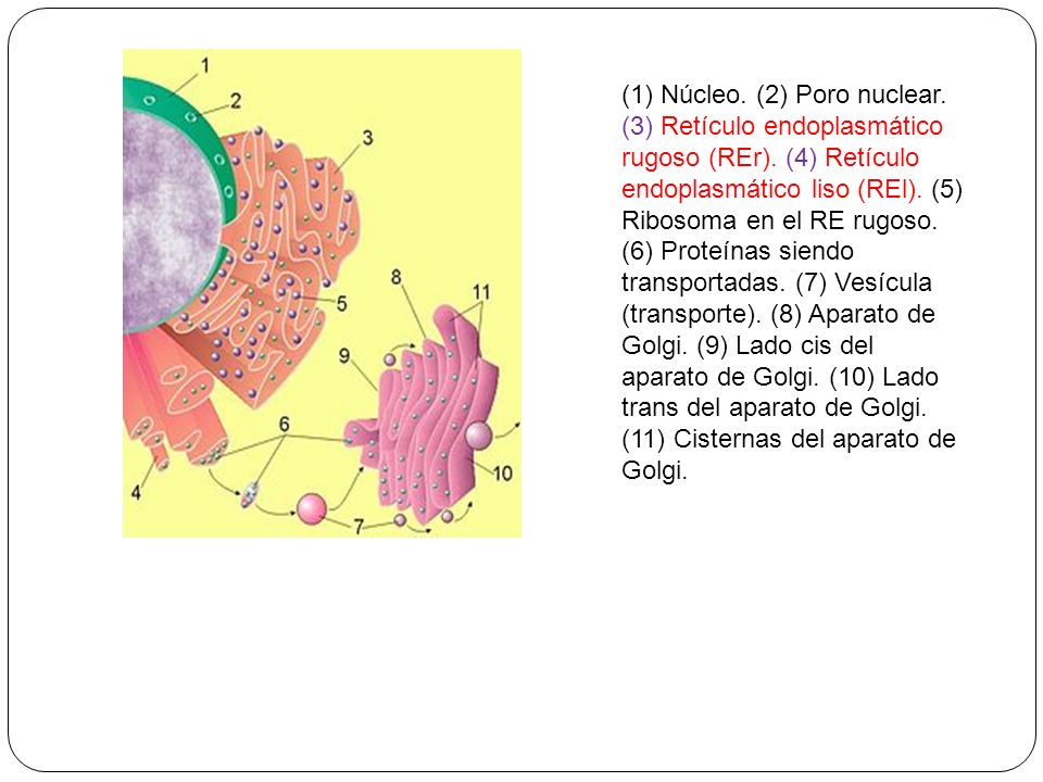 (1) Núcleo. (2) Poro nuclear. (3) Retículo endoplasmático rugoso (REr)
