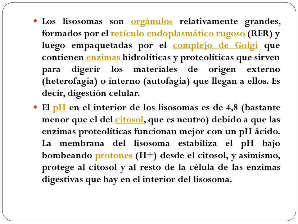 Los lisosomas son orgánulos relativamente grandes, formados por el retículo endoplasmático rugoso (RER) y luego empaquetadas por el complejo de Golgi que contienen enzimas hidrolíticas y proteolíticas que sirven para digerir los materiales de origen externo (heterofagia) o interno (autofagia) que llegan a ellos. Es decir, digestión celular.