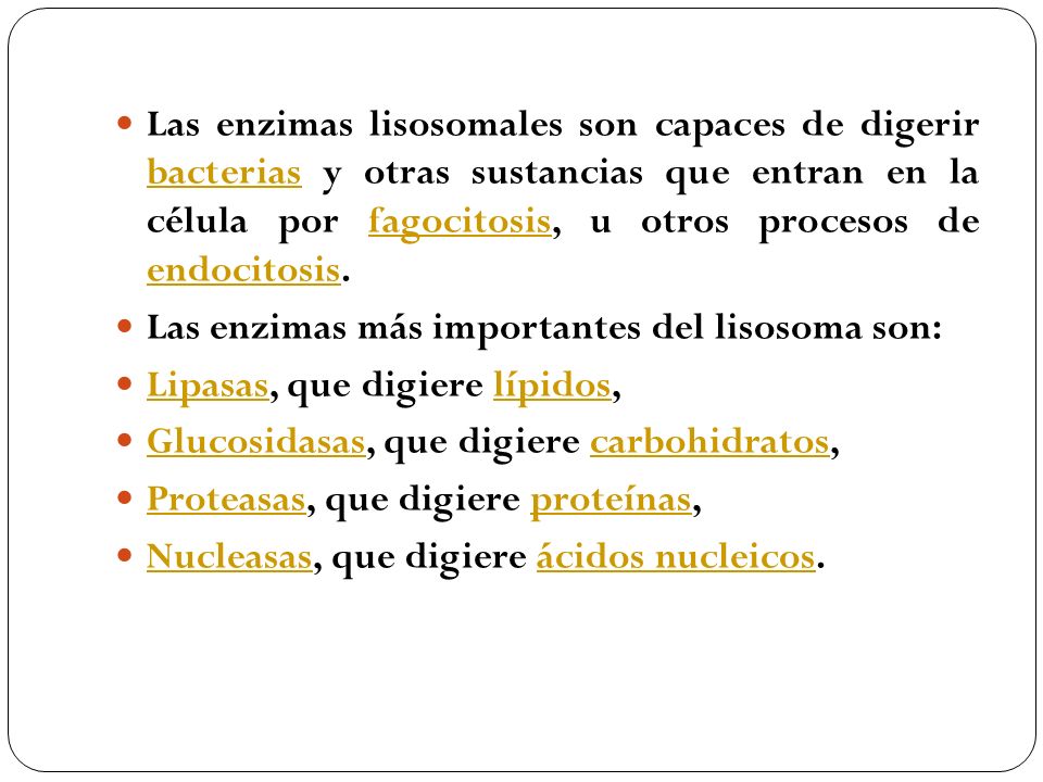 Las enzimas lisosomales son capaces de digerir bacterias y otras sustancias que entran en la célula por fagocitosis, u otros procesos de endocitosis.