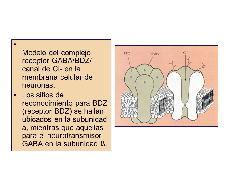 Modelo del complejo receptor GABA/BDZ/ canal de Cl- en la membrana celular de neuronas.