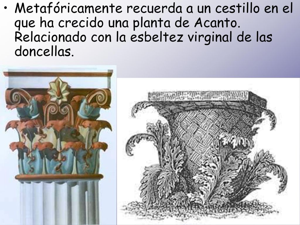 Metafóricamente recuerda a un cestillo en el que ha crecido una planta de Acanto.
