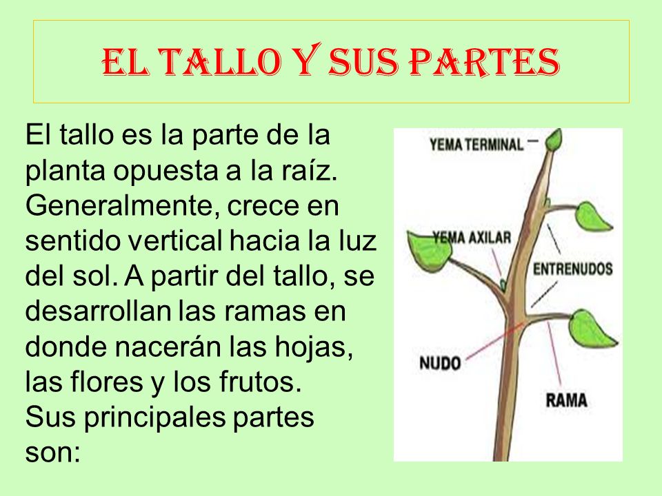 EL TALLO Y SUS PARTES
