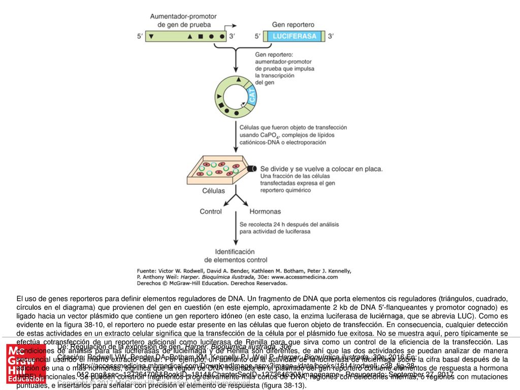 El uso de genes reporteros para definir elementos reguladores de DNA