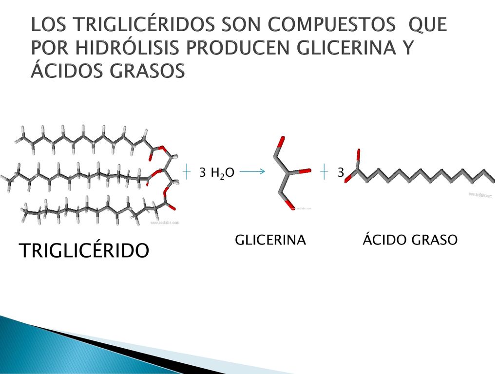 LOS TRIGLICÉRIDOS SON COMPUESTOS QUE POR HIDRÓLISIS PRODUCEN GLICERINA Y ÁCIDOS GRASOS