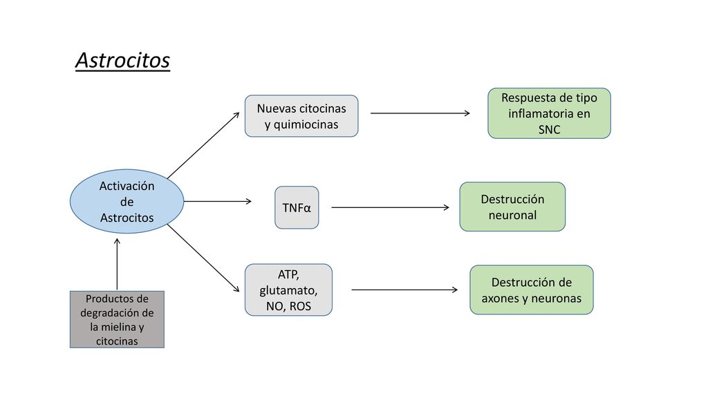 Astrocitos Respuesta de tipo inflamatoria en SNC