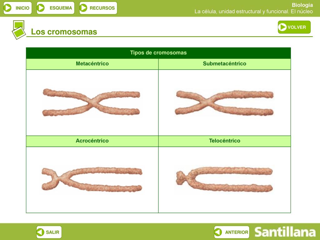 Los cromosomas Tipos de cromosomas Metacéntrico Submetacéntrico