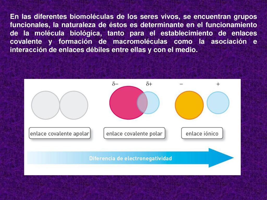 En las diferentes biomoléculas de los seres vivos, se encuentran grupos funcionales, la naturaleza de éstos es determinante en el funcionamiento de la molécula biológica, tanto para el establecimiento de enlaces covalente y formación de macromoléculas como la asociación e interacción de enlaces débiles entre ellas y con el medio.