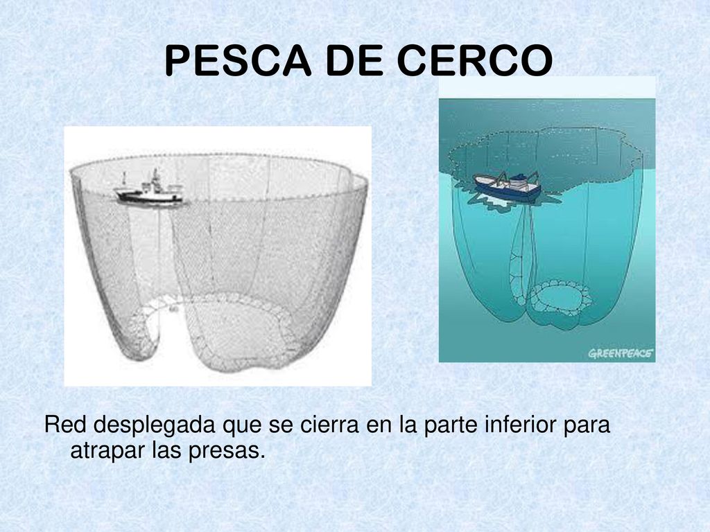 PESCA DE CERCO Red desplegada que se cierra en la parte inferior para atrapar las presas.