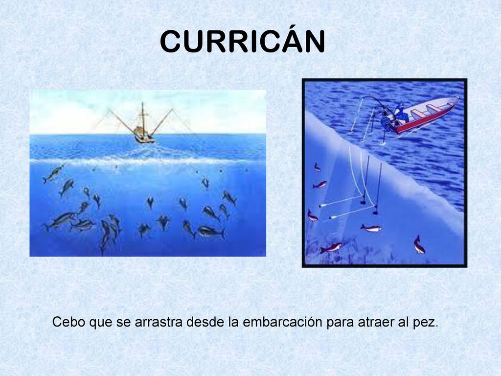 CURRICÁN Cebo que se arrastra desde la embarcación para atraer al pez.