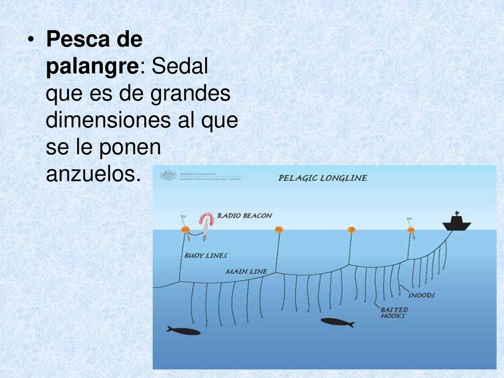 Pesca de palangre: Sedal que es de grandes dimensiones al que se le ponen anzuelos.