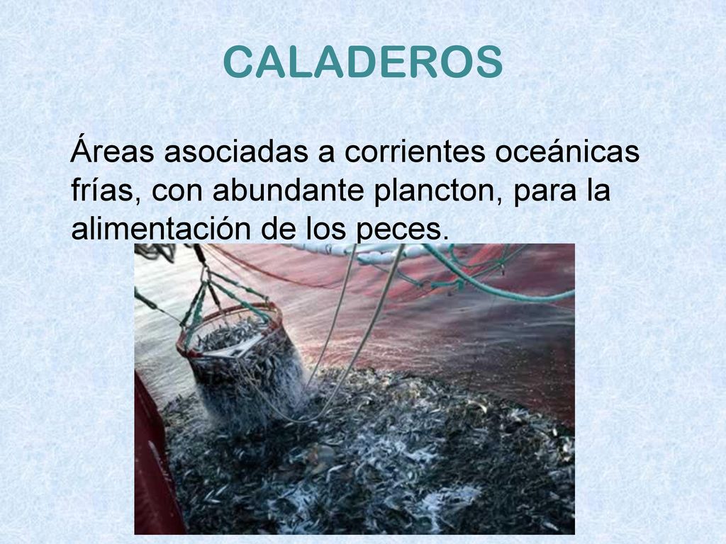 CALADEROS Áreas asociadas a corrientes oceánicas frías, con abundante plancton, para la alimentación de los peces.